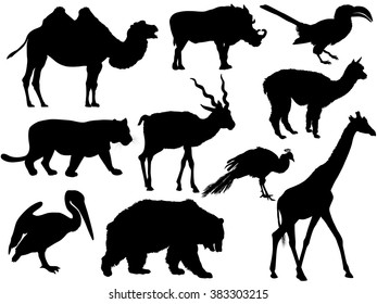 vector set of wild animal silhouettes (camel, wild boar, bird, Parrot, Bobcat, Lion, Tiger, Antelope, alpaca, Lama, Peacock, giraffe, bear, Grizzly, cormorant)
