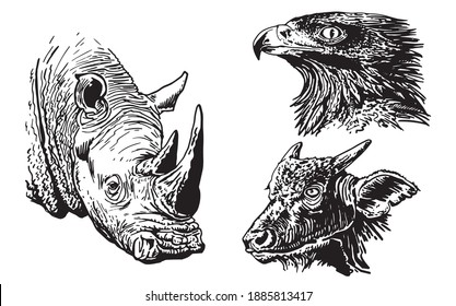 Vector set of  wild animals on white background, vector illustration