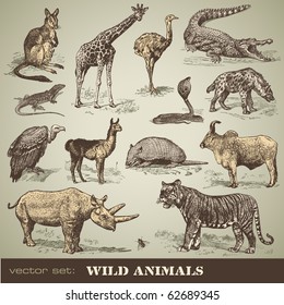 vector set: wild animals - variety of retro animal illustrations