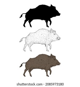 Vector Set of Wild Boar Different Style Illustrations. Cartoon, Sketch and Silhouette Images.