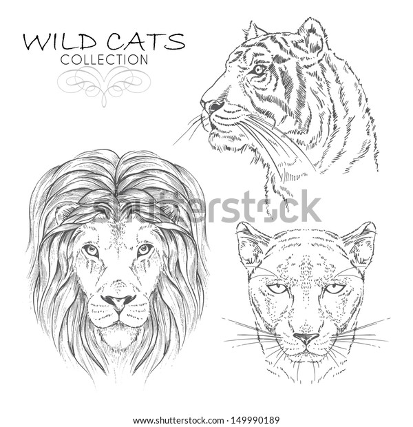 Vector Set Wild Cats Collection Stock Vector (Royalty Free) 149990189 ...