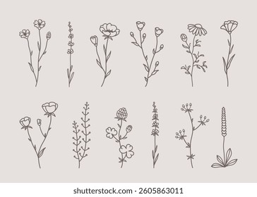 Vector set wild flowers, herbs, plants