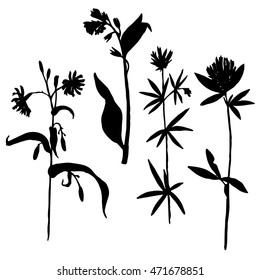 Vector set of wild flowers and herbs silhouettes, isolated wild plants, black monochrome floral elements