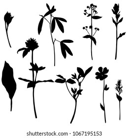 Vector set of wild plants, herbs and flowers silhouettes, isolated floral element, hand drawn illustration