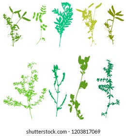 Vector set of wild plants, herbs and flowers silhouettes, monochrome botanical illustration, isolated floral element