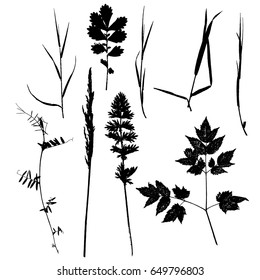 Vector set of wild plants and leaves silhouettes, isolated herbs, monochrome floral elements, hand drawn natural illustration