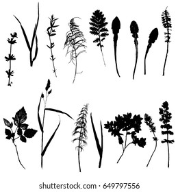 Vector set of wild plants and leaves silhouettes, isolated herbs, monochrome floral elements, hand drawn natural illustration