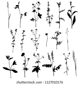 Vector set of wild plants silhouettes, herbs and flowers, botanical isolated floral elements, hand drawn illustration