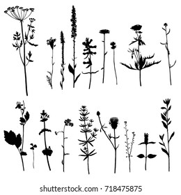 Vector set of wild plants silhouettes, herbs and flowers, monochrome botanical illustration, isolated floral elements, hand drawn illustration