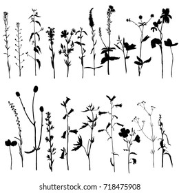 Vector set of wild plants silhouettes, herbs and flowers, monochrome botanical illustration, isolated floral elements, hand drawn illustration