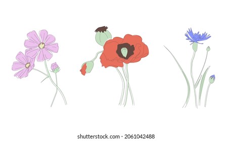 conjunto de vectores con flores silvestres: amapola roja, flor de maíz, cosmos. Estilo lineal 