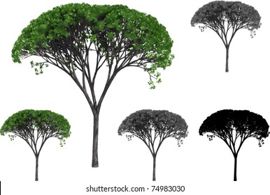 Vector set of Willow trees