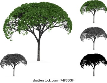 Vector set of Willow trees