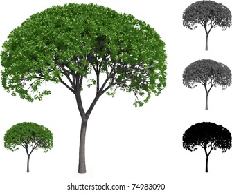 Vector set of Willow trees