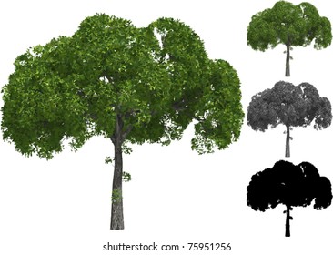 Vector set of Willow trees