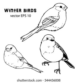 vector set of winter birds (bullfinches and tit) in outline