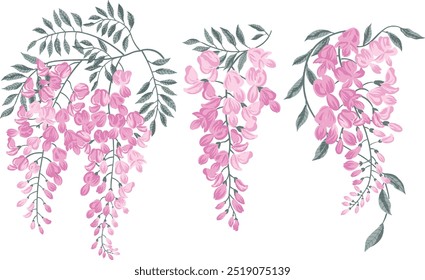 Conjunto de Vector de racimo de flores de Wistaria y brote en rosa aislado sobre fondo blanco. Planta de escalada en flor Wisteria en estilo de contorno para el diseño de primavera.

