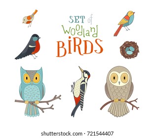 Vector set of woodland birds in cartoon style. Cute owls on branches, nest with eggs, bullfinch, woodpecker and other birds isolated on white background.