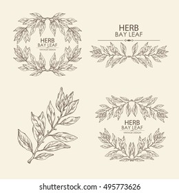 Vector set.  wreath with bay leaf, hand drawn 