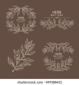 Vector set.  wreath with bay leaf, hand drawn 