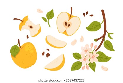 Vector set of yellow apple illustrations: whole, bitten, halves, slices, seeds, leaves, blooming branch with flowers. Flat cartoon style isolated fruit collection on white background.