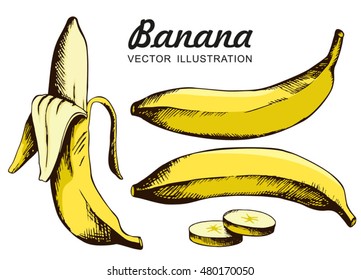 Vector Set of  Yellow Bananas. Single Banana , Peeled Banana, Slices of banana. Isolate Vector.