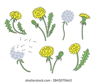 Vector set of yellow blooming dandelions, blowballs with flying seeds, buds, and green leaves isolated on white background in hand drawn doodle style.