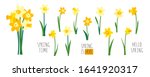 Vector set of yellow daffodils isolated on white background. Early spring garden flowers. Bouquet of narcissuses. Clip art for bright festive greeting card, poster, banner. Handwritten lettering