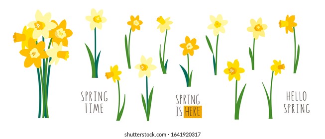 Vector set of yellow daffodils isolated on white background. Early spring garden flowers. Bouquet of narcissuses. Clip art for bright festive greeting card, poster, banner. Handwritten lettering
