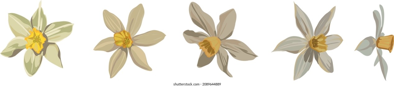 Vector set of yellow daffodils isolated on white background. Early spring garden flowers. Bouquet of narcissuses. Clip art for bright festive greeting card, poster, banner. Handwritten lettering