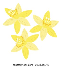 Vector set of yellow daffodils isolated on white background. Early spring garden flowers. Bouquet of narcissuses. Clip art for bright festive greeting card, poster, banner