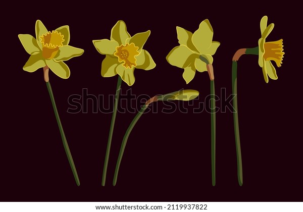 Vector set of yellow daffodils\
isolated on a dark background. Spring flowers narcissuses. Clip art\
for a bright holiday Easter card, poster,\
banner.\
\
