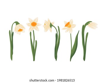 Vector set of yellow daffodils or Narcissus on white background. Hand drawn Botanical illustration. Early Spring potted garden flower blooming bulbous plant with root. Floral Collection in flat style