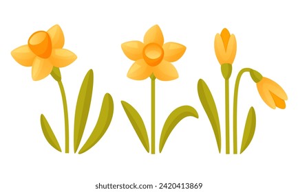 Vector set of yellow daffodils on a white background. Early spring garden flowers.