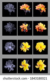 Vector set of yellow flower isolated on black background. Bright sunny summer detailed and accurate design in low poly style. Floral design element.