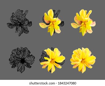 Conjunto vectorial de flor amarilla aislado en fondo gris. El luminoso y soleado verano diseño detallado y preciso en un bajo estilo polaco. Elemento de diseño floral.