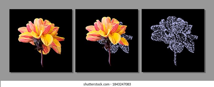 Vector set of yellow flower isolated on black background. Bright sunny summer detailed and accurate design in low poly style. Floral design element.