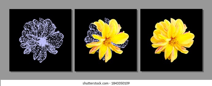 Conjunto vectorial de flor amarilla aislado sobre fondo negro. El luminoso y soleado verano diseño detallado y preciso en un bajo estilo polaco. Elemento de diseño floral.
