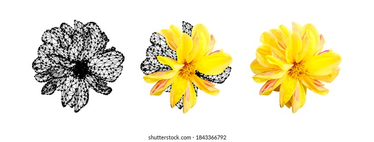 Vector set of yellow flower isolated on white background. Bright sunny summer detailed and accurate design in low poly style. Floral design element.