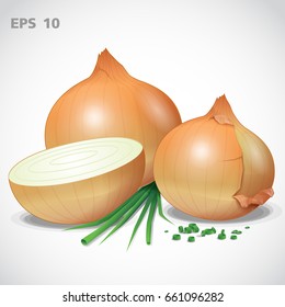 Vector set yellow onion illustration
