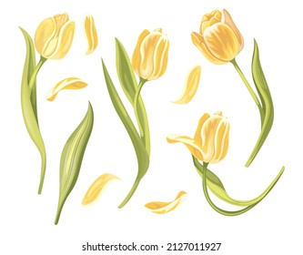 Conjunto de vectores de tulipanes amarillos Elementos de flor sobre un fondo blanco