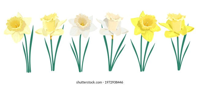 Vector set of yellow and white daffodils isolated on a white background. Clip art for a bright holiday greeting card, poster, banner. Early spring garden flowers. Bouquet of narcissuses.