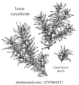 Vector set yew branches, Taxus canadensis. Hand drawn sketch. Vintage Engraved Black white graphic elements. Illustration for holiday decor design, greeting card, new year. Evergreen Winter plant