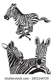 Vector set of zebras isolated on white background, illustration