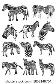 Vector set of zebras isolated on white background, illustration