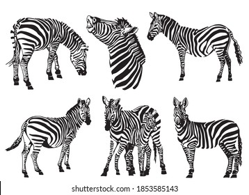 Vektorset von Zebras einzeln auf weißem Hintergrund, Illustration zum Drucken