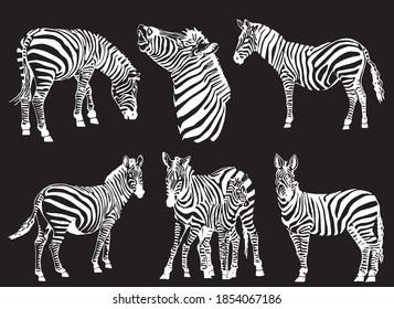 Vector set of zebras isolated on black background, illustration for printing