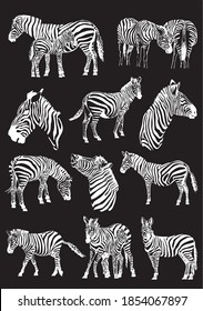 Vector set of zebras isolated on black background, illustration for printing