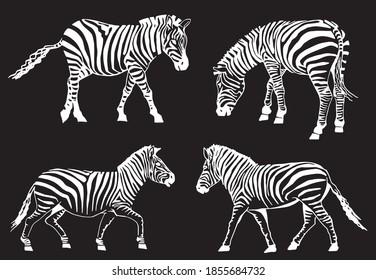 Vector set of zebras isolated on black background, illustration for printing