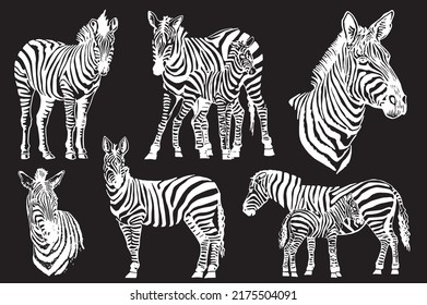 Vector set of zebras isolated on black, graphical engraved elements, stripy animal of savanna